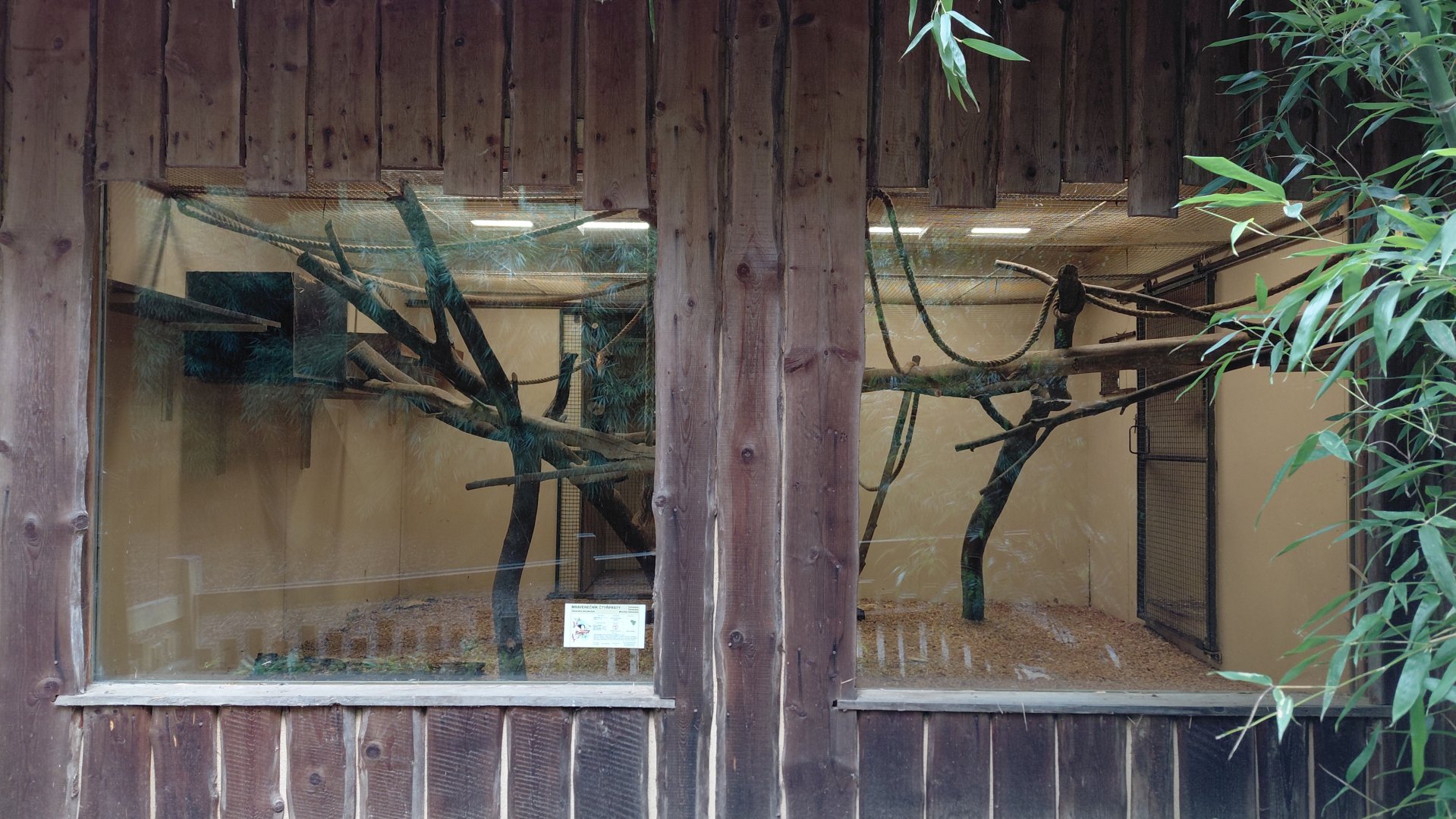 Wooly monkey indoor exhibit