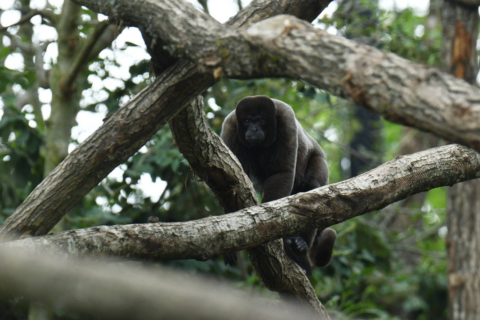 Wooly monkey (Lagothrix lagotricha)