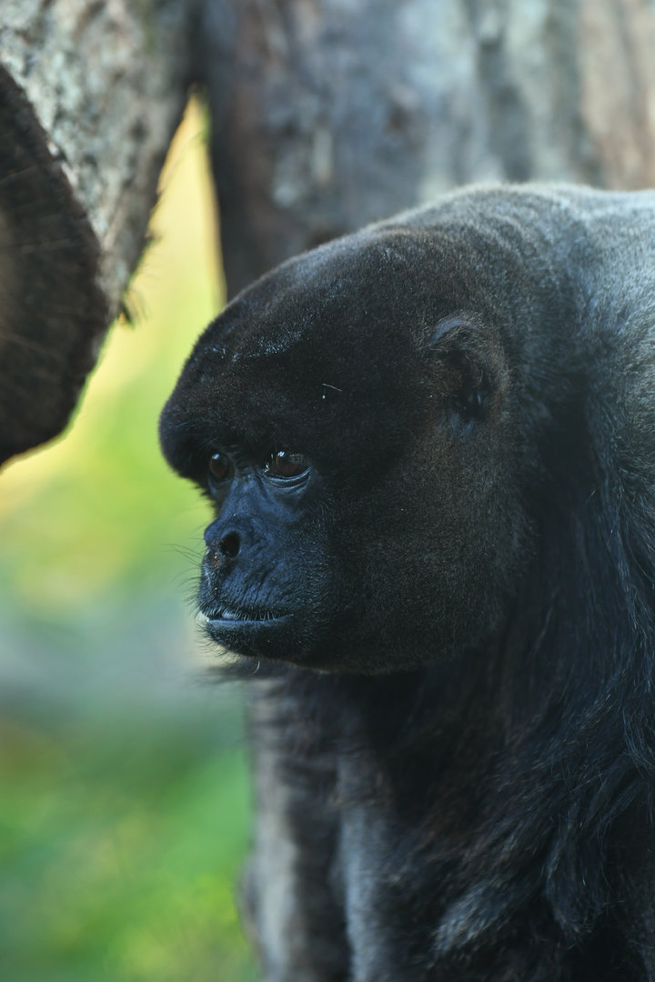 Wooly monkey (Lagothrix lagotricha)