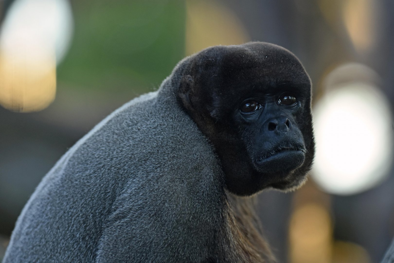 Wooly monkey (Lagothrix sp.)