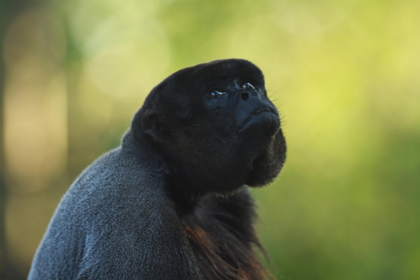 Wooly monkey (Lagothrix sp.)
