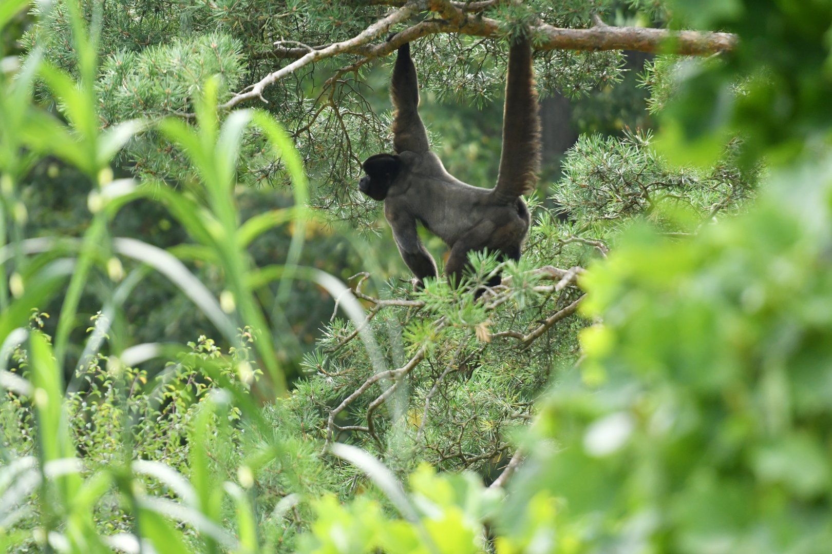 Wooly monkey Lagotrix lagotricha