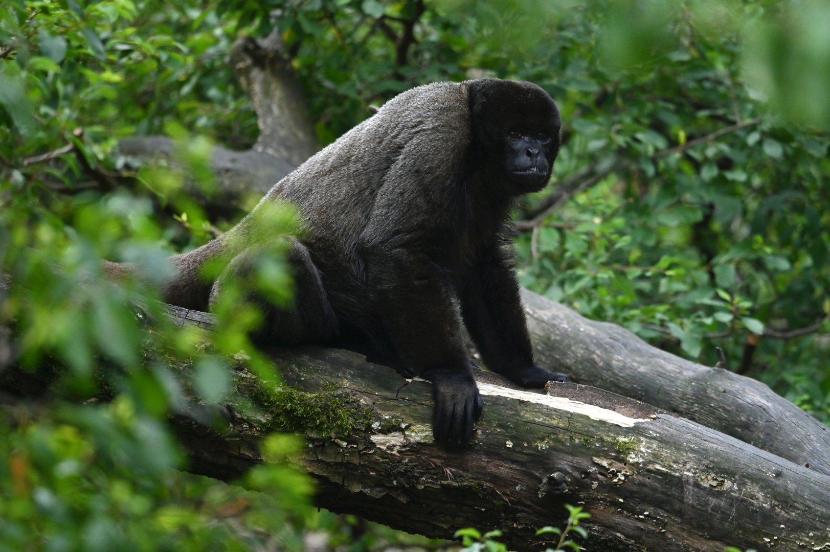 Wooly monkey Lagotrix lagotricha