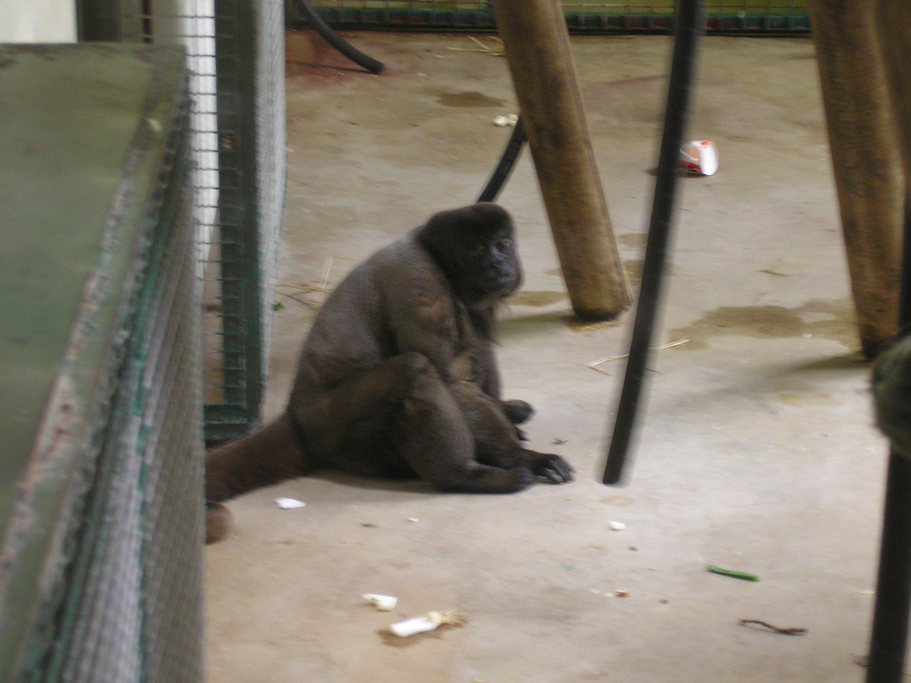 Wooly Monkey, Monkey World, June 2007
