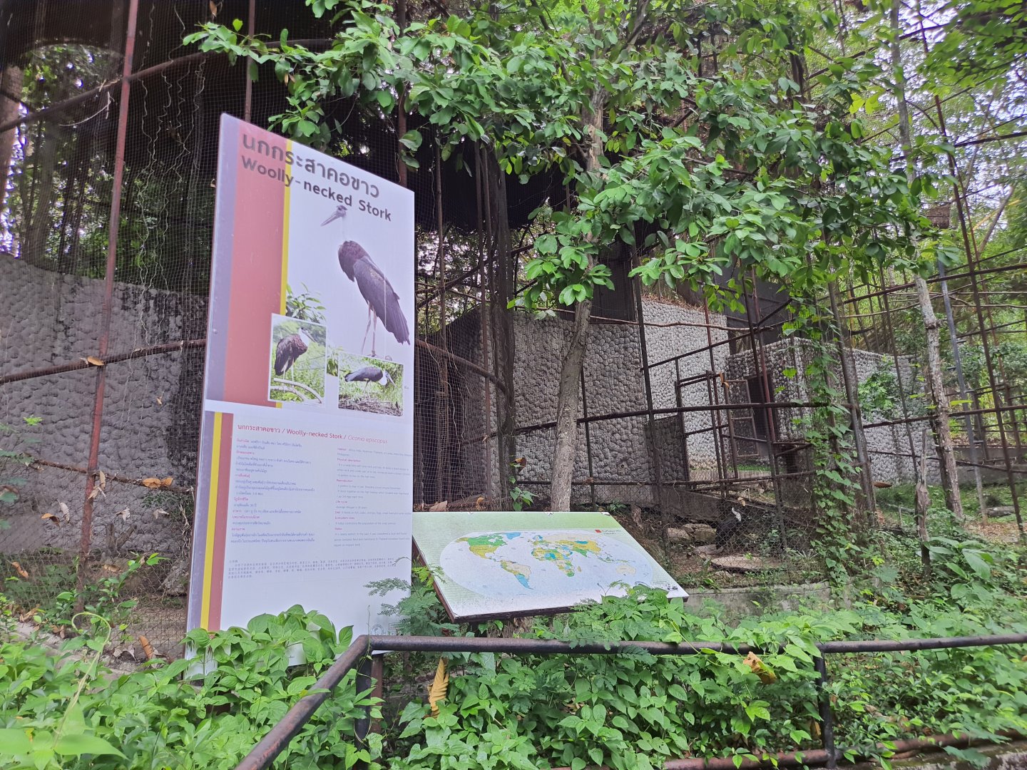 Wooly-necked Stork Aviary #2