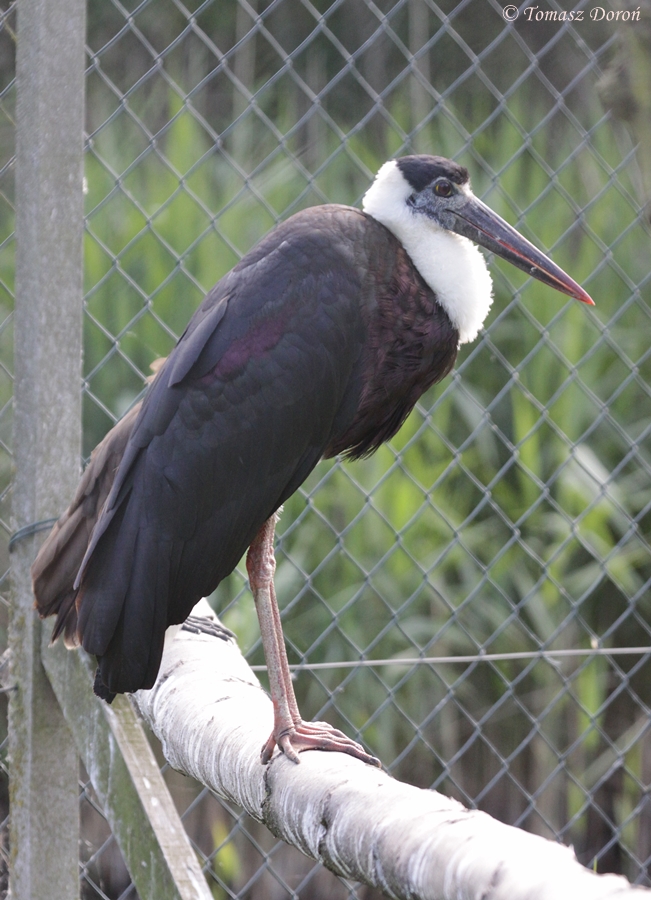 Wooly-necked Stork (Ciconia episcopus episcopus) - asian subspecies