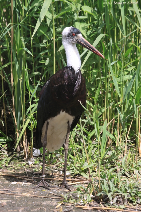 Wooly-necked Stork (Ciconia episcopus microscelis) - african subspecies