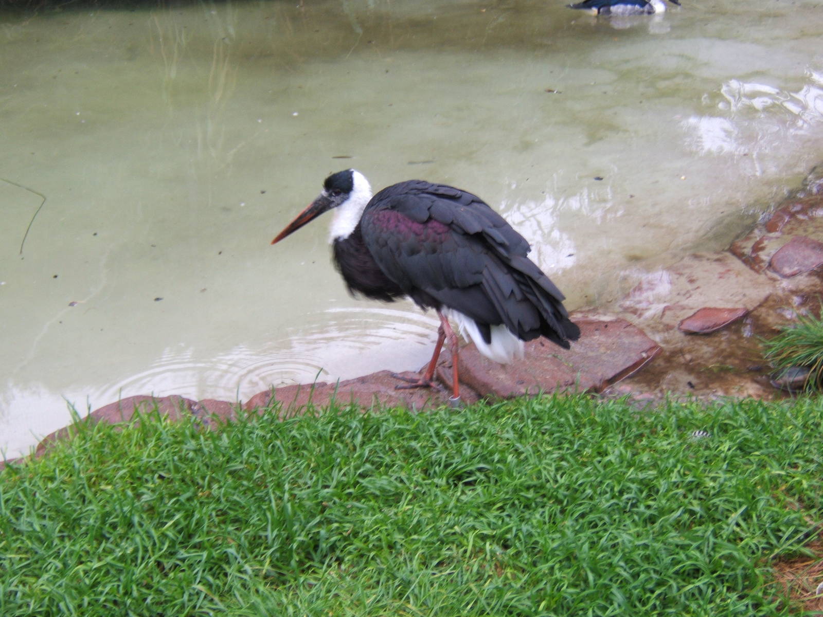 Wooly Necked Stork