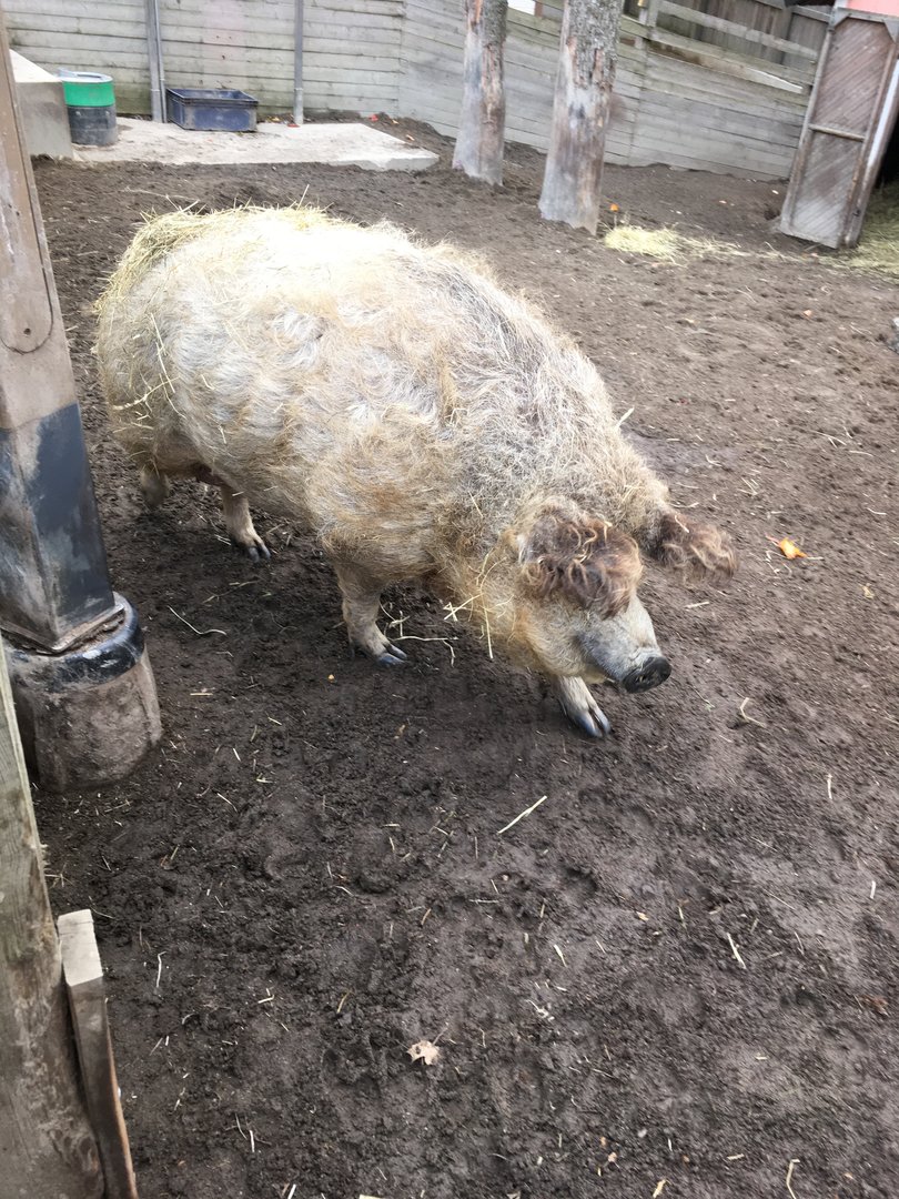 Wooly pig at Koiramäen eläinpuisto (Särkänniemi's petting zoo)