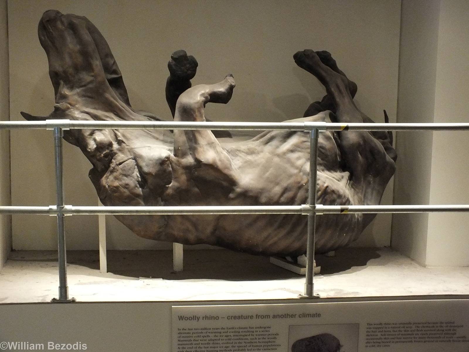 Wooly Rhino - NHM London