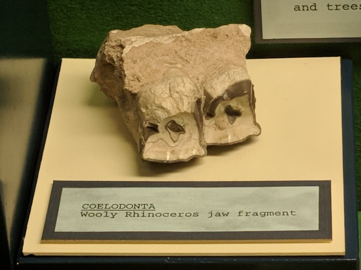 Wooly rhinoceros (Coelodonta sp.) jaw fragment