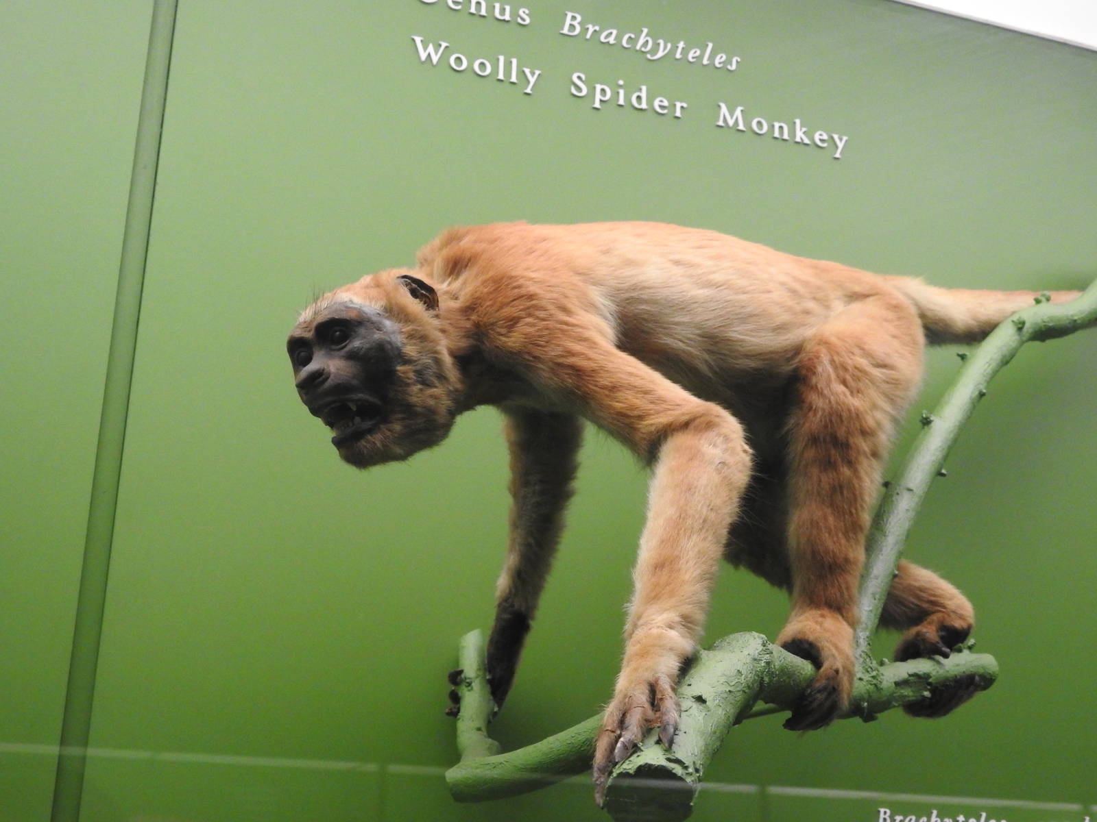 Wooly Spider Monkey