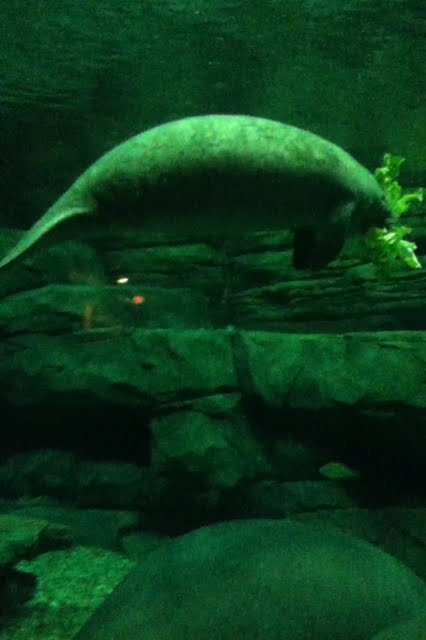 Wooten in Otto M. Budig Family Foundation Manatee Springs Manatee Springs