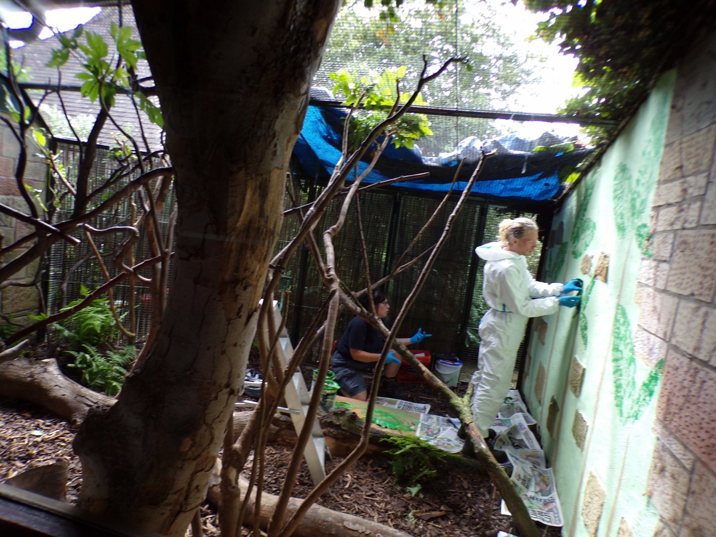 Work being done on cloud rat enclosure 17.7.23