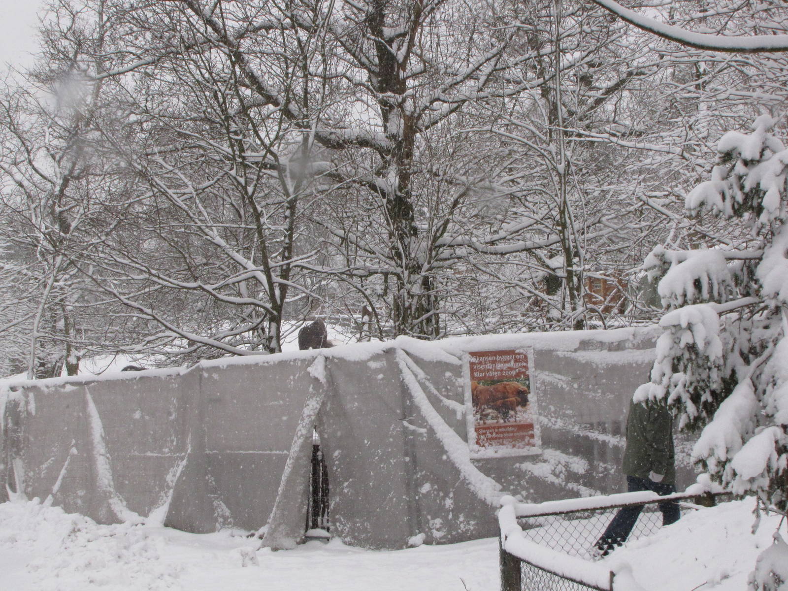 Work being done on new bison enclosure at Skansen