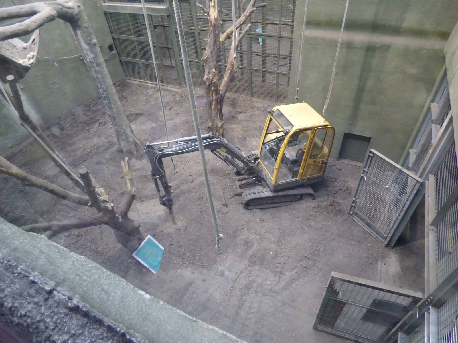 Work going on for the Bornean Orangutans in ROTRA