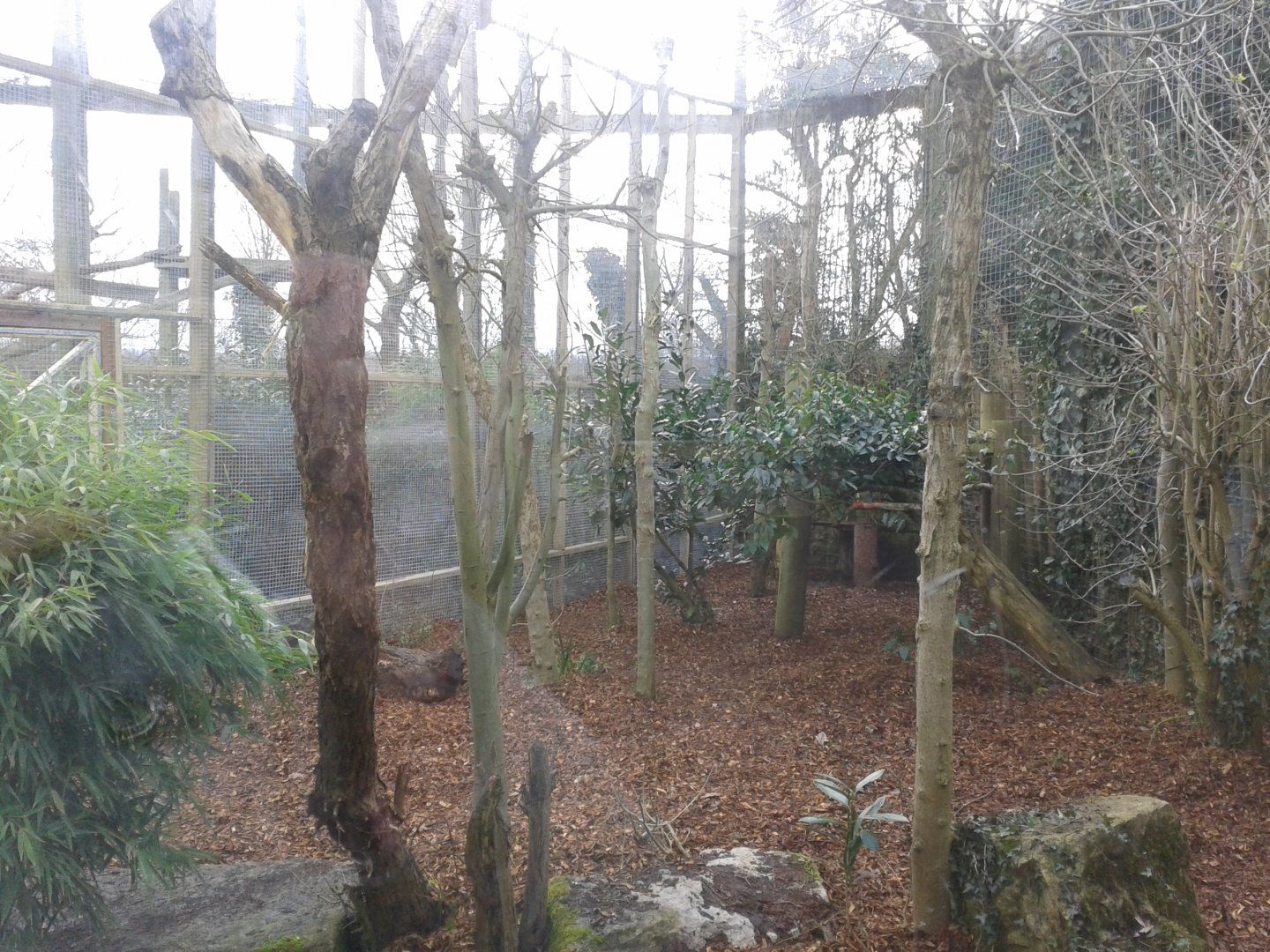 Work on former Lynx enclosure