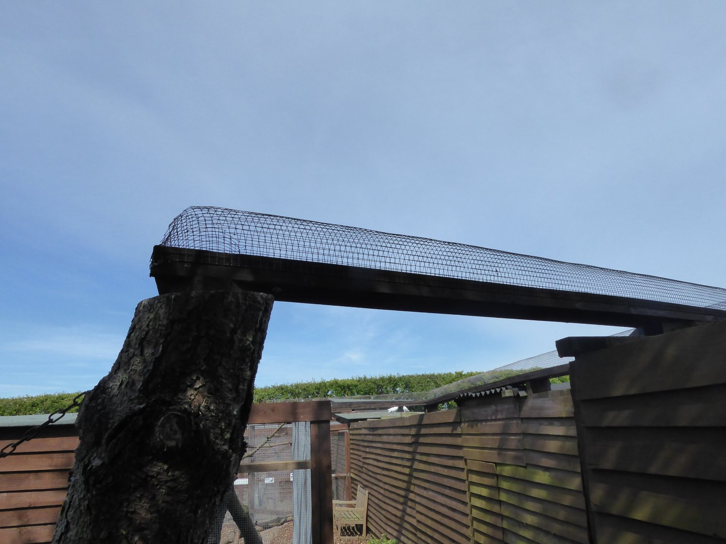 Work on new Chipmunk exhibit, 1st May 2017