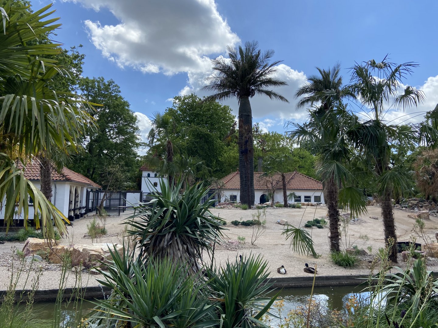 Work on new scimitar-horned oryx enclosure