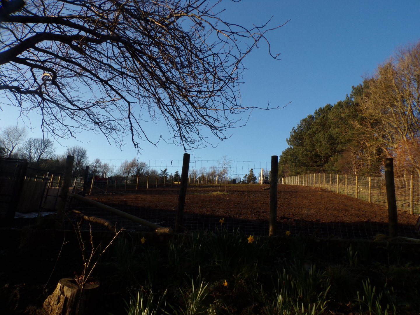 Work on przewalskis horse enclosure 1.3.25