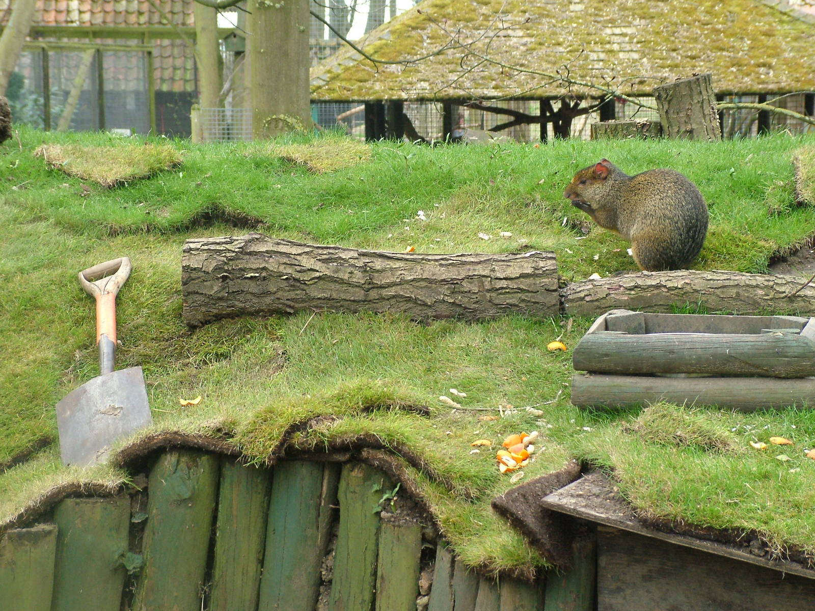 Workshy Agouti at Shepreth 05/04/10