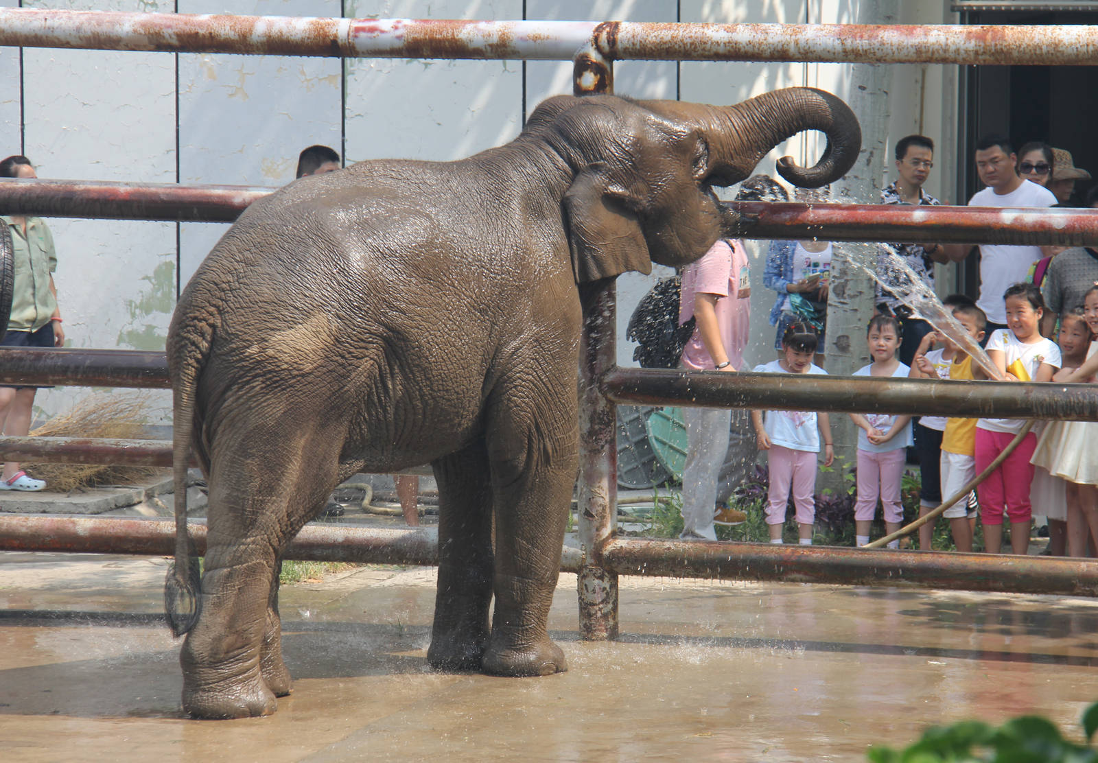 World Elephant Day, Ya Lu