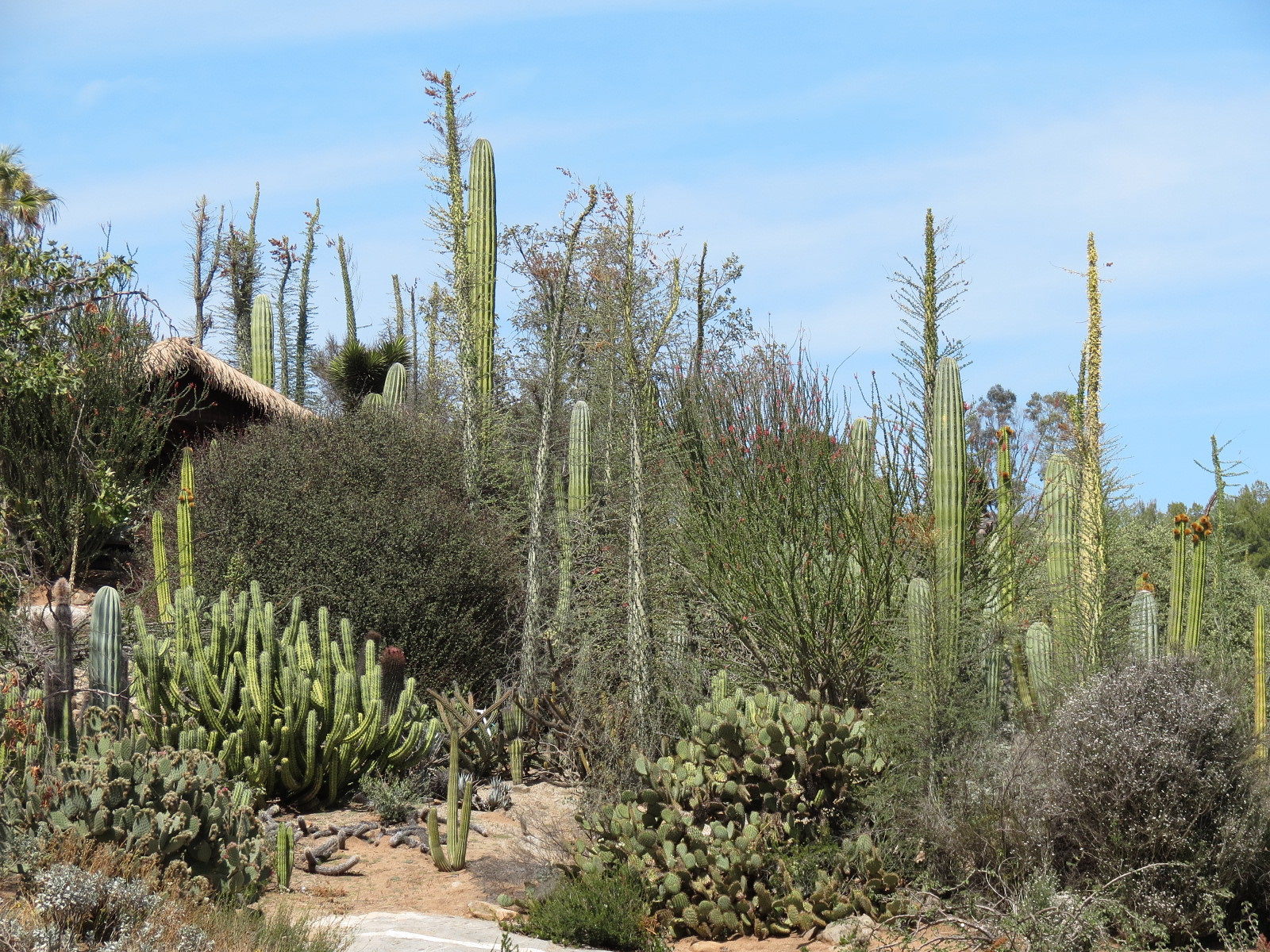 World Gardens - Baja Garden