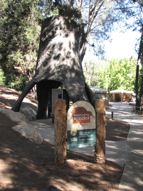 World Gardens - Conifer Forest