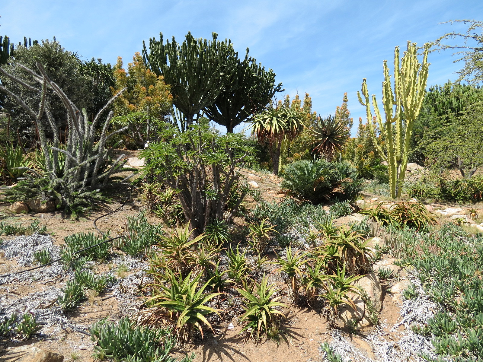 World Gardens - Old World Succulent Garden