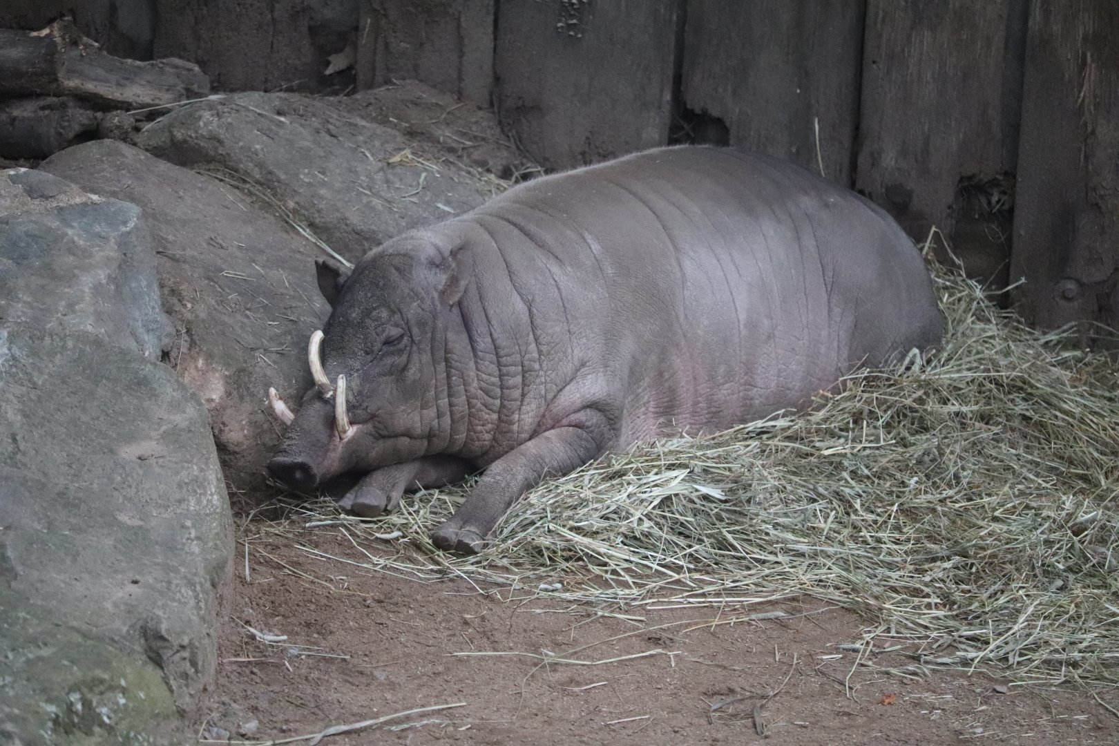 World of Adaptations - Babirusa