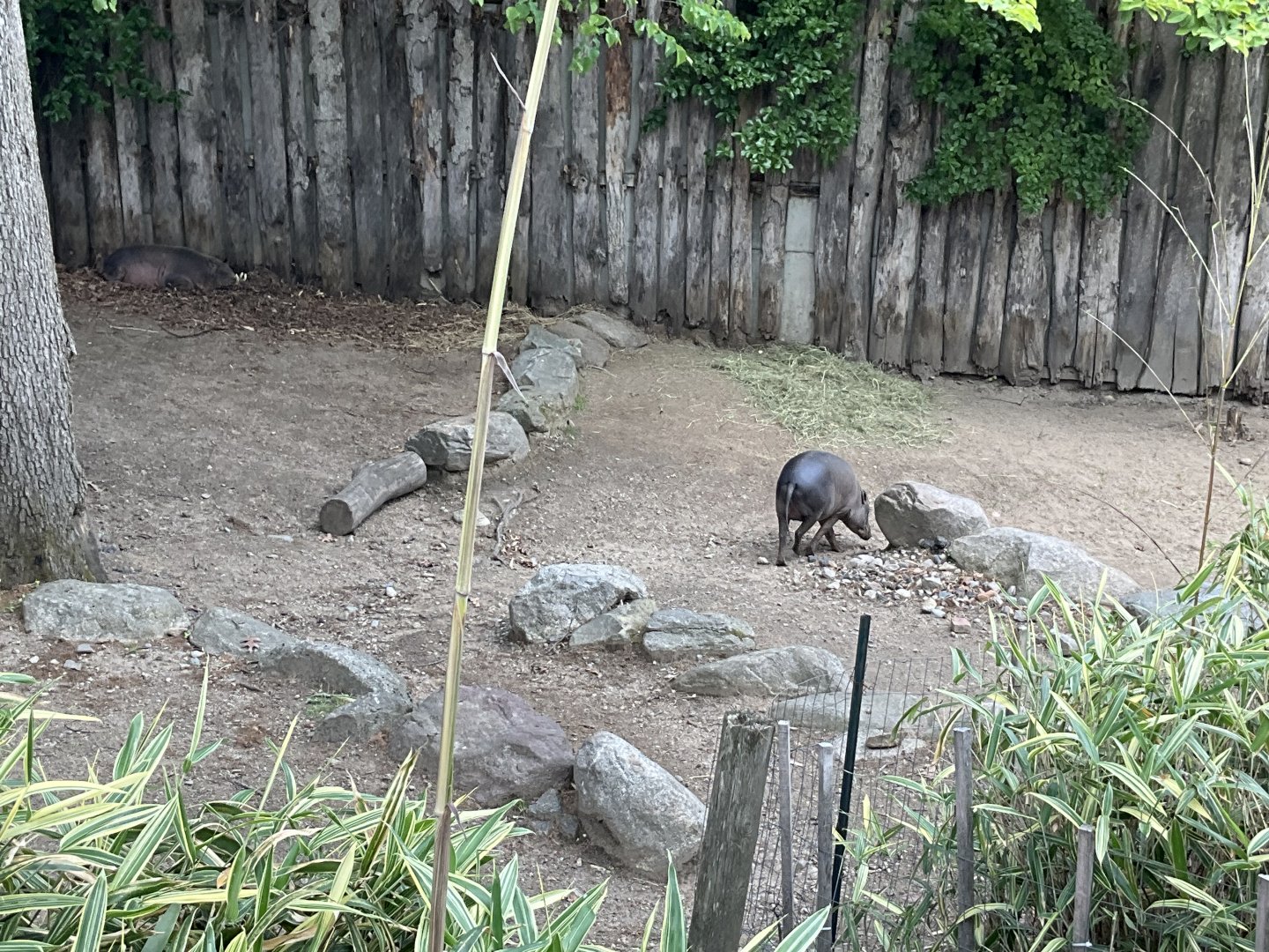 World of Adaptations - Babirusa