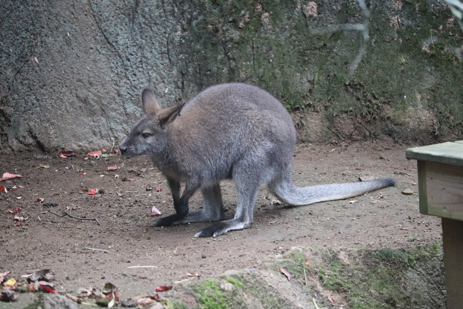 World of Adaptations - Bennett's Wallaby