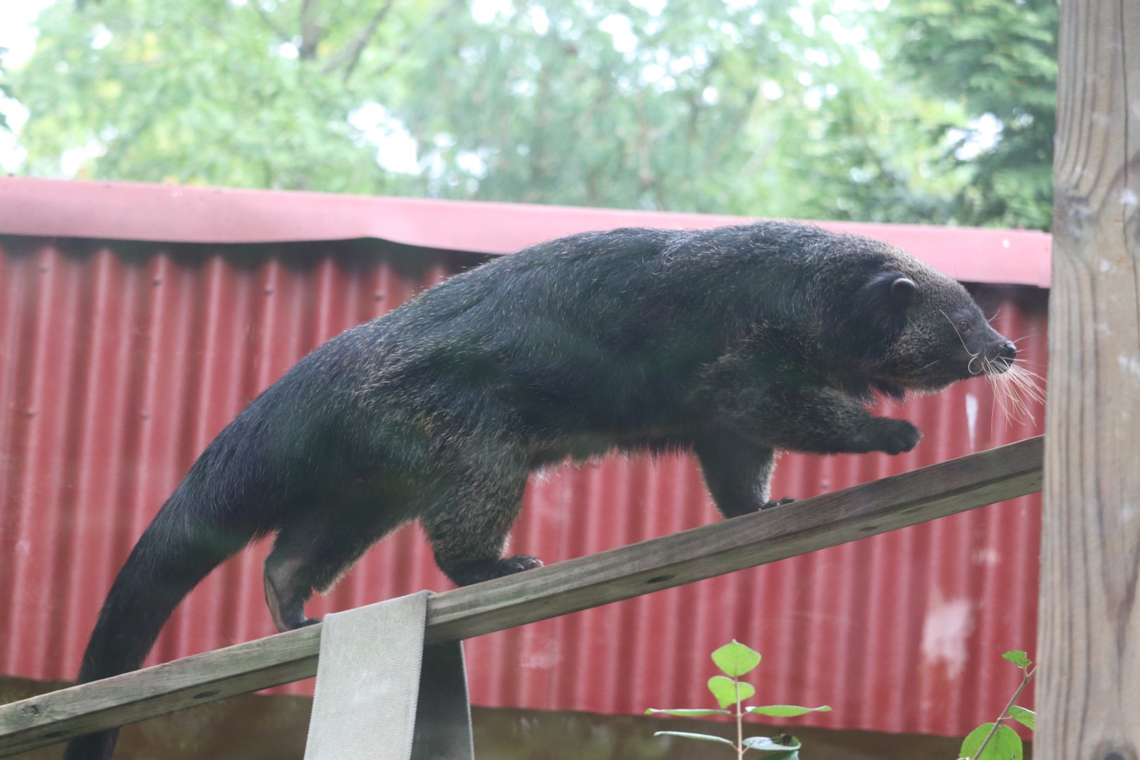 World of Adaptations - Binturong