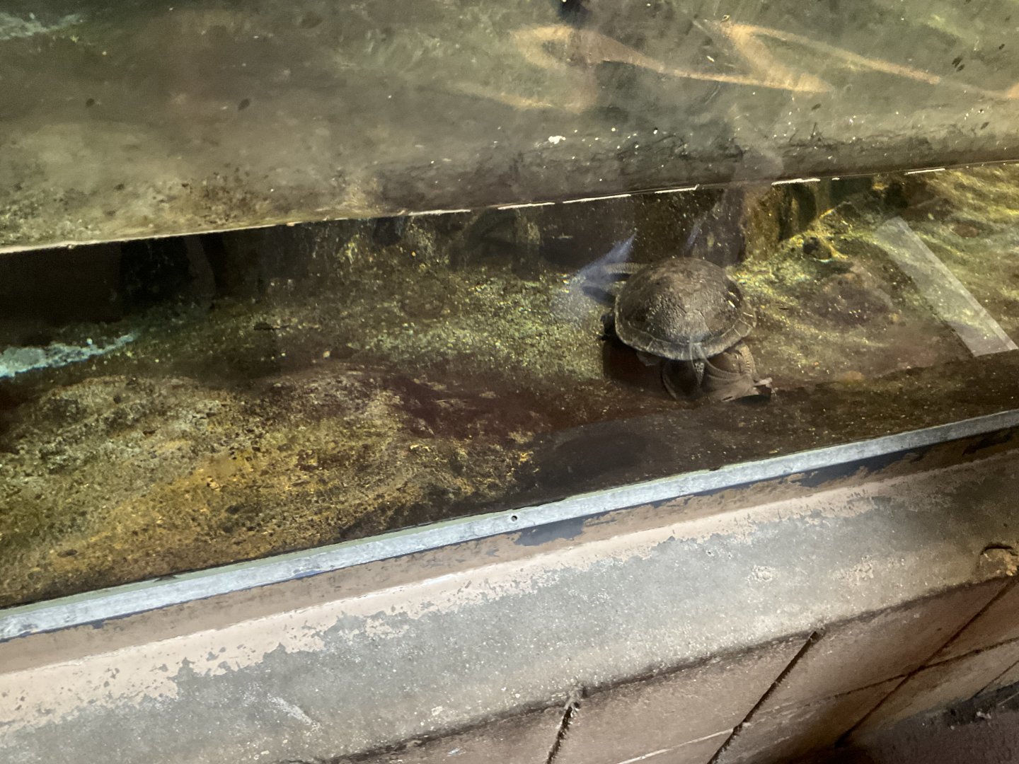 World of Adaptations - Eastern Snake-necked Turtle