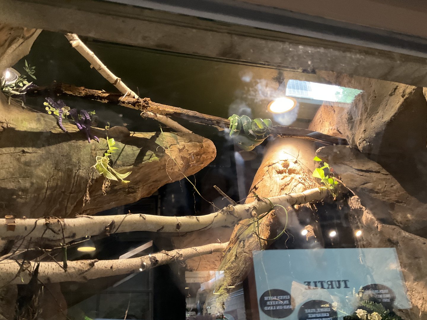 World of Adaptations - Emerald Tree Boa