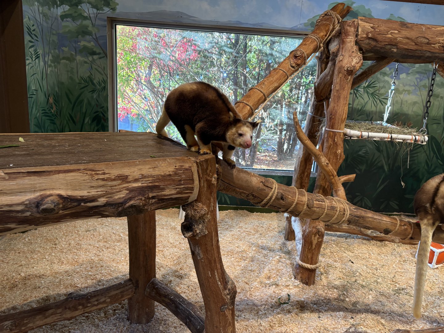 World of Adaptations - Huon Tree Kangaroo