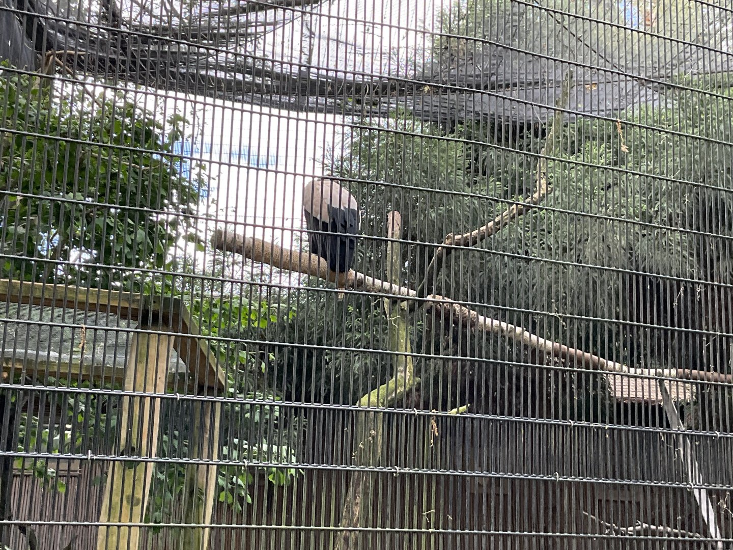 World of Adaptations - King Vulture