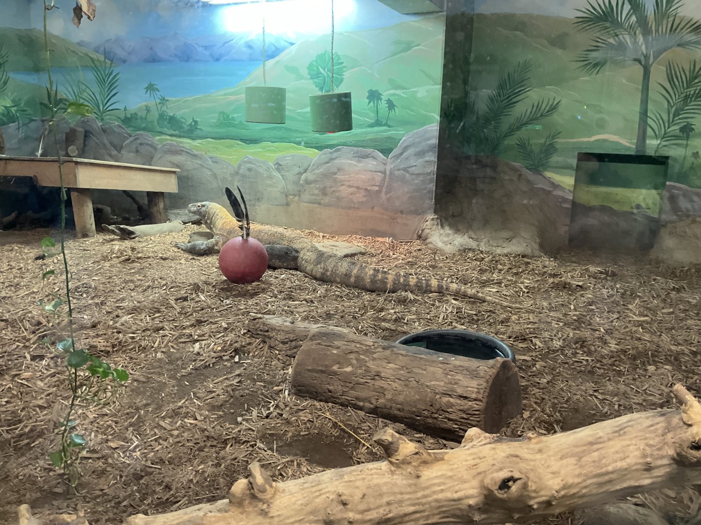 World of Adaptations - Komodo Dragon
