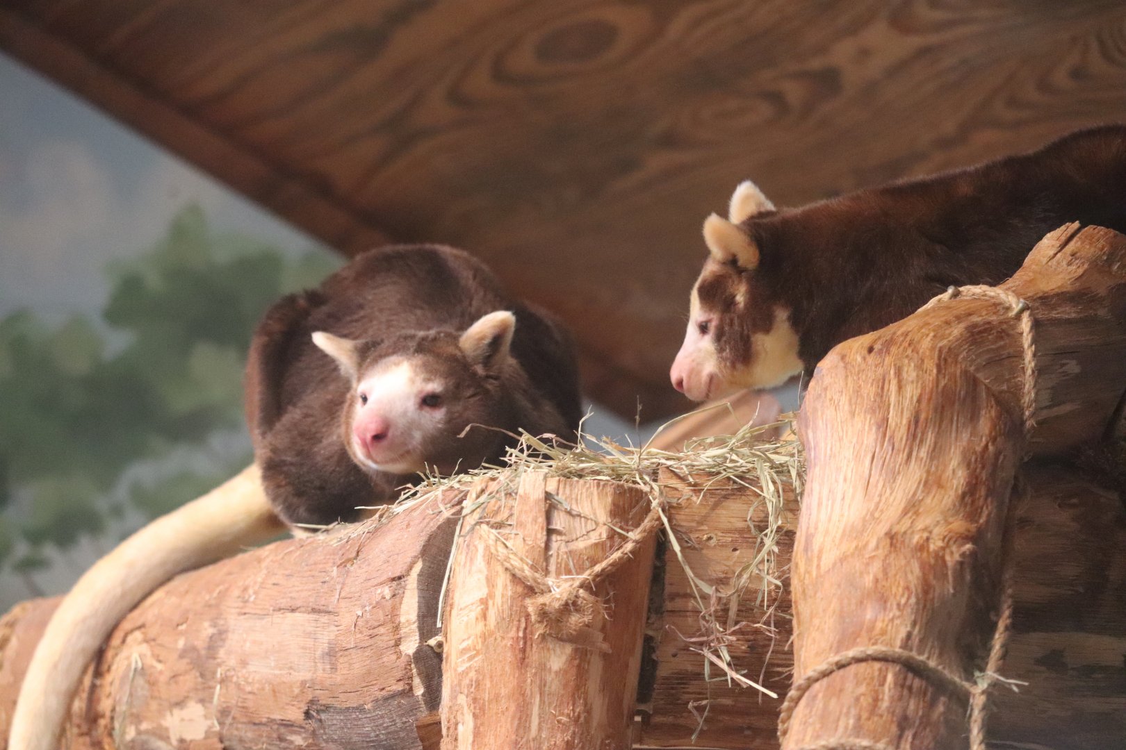 World of Adaptations - Matschie's Tree-Kangaroo