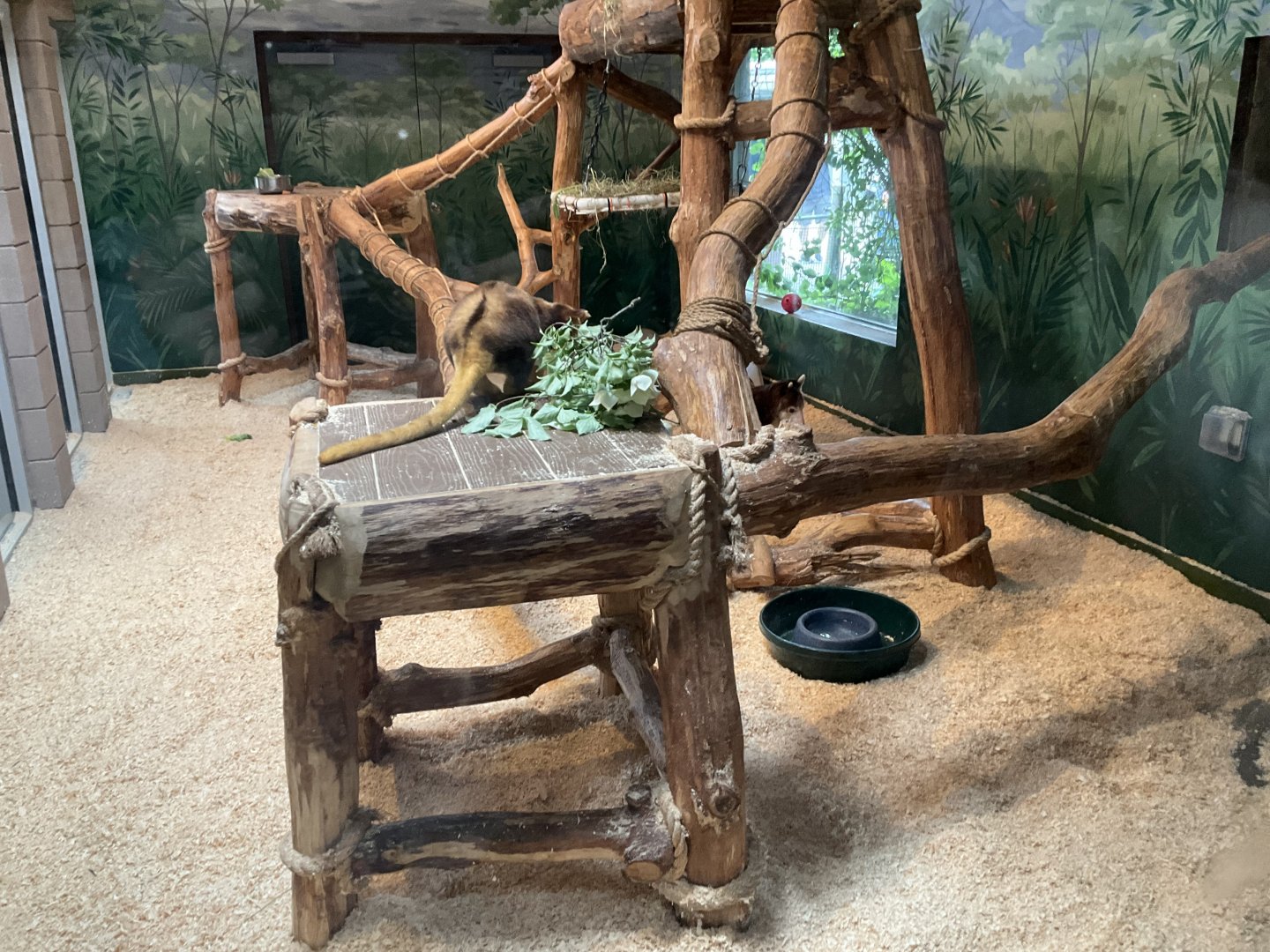 World of Adaptations - Matschie’s Tree Kangaroo