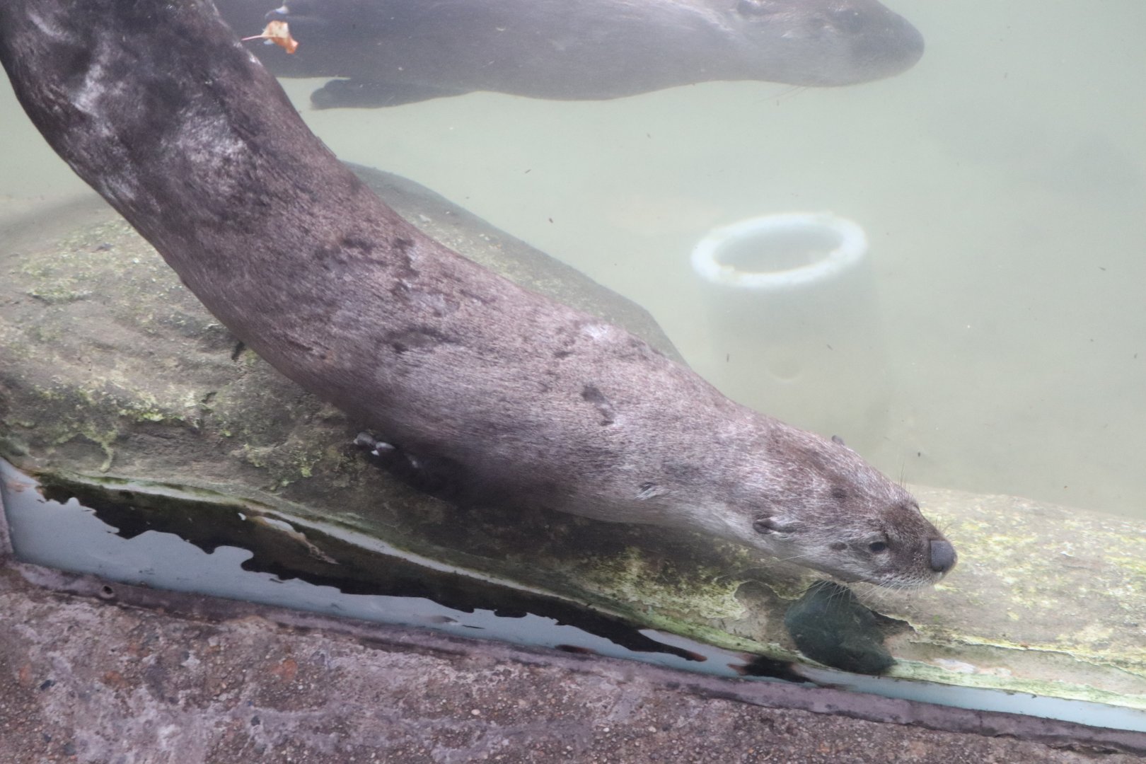 World of Adaptations - North American River Otter