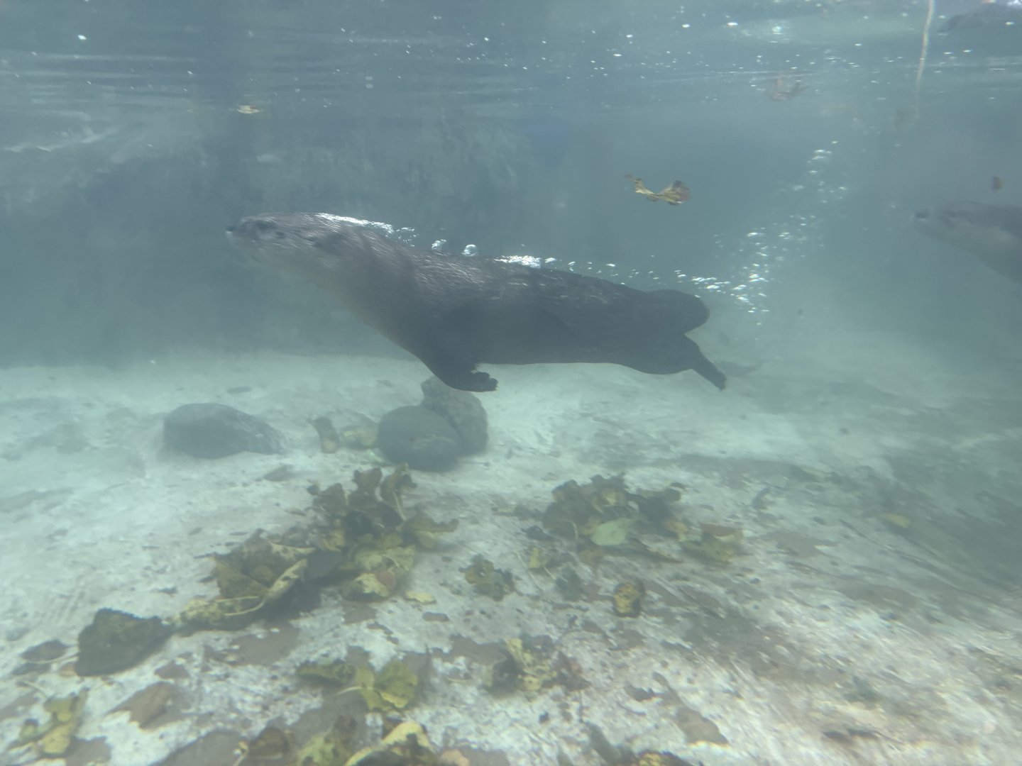 World of Adaptations - North American River Otter