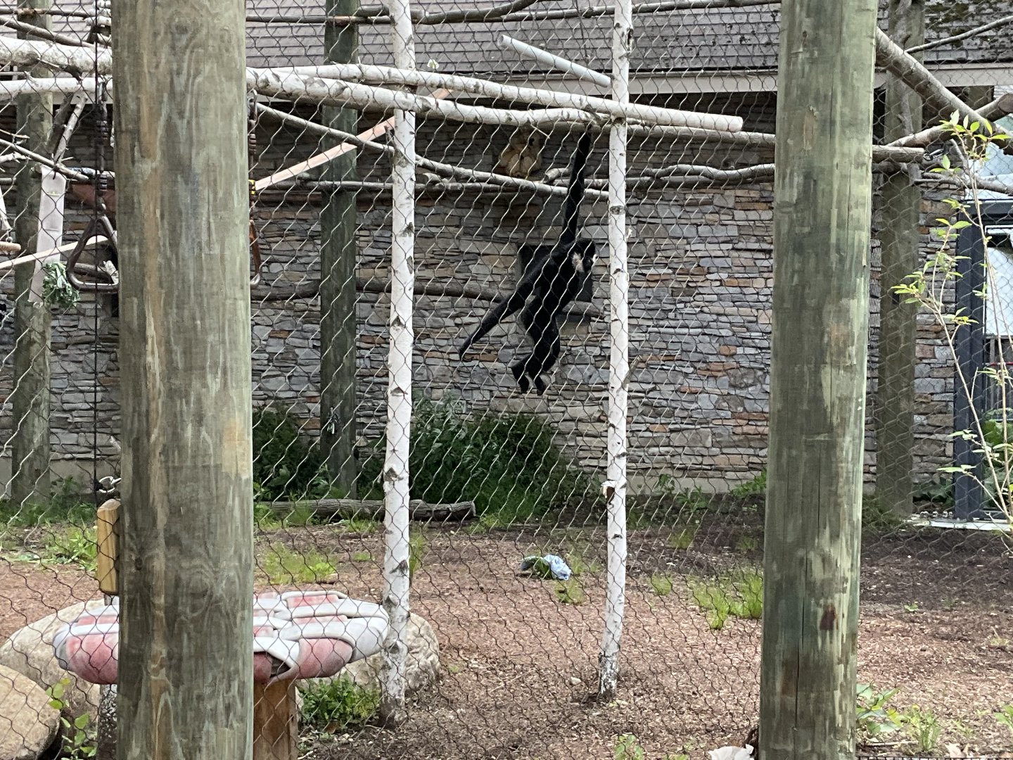 World of Adaptations - Northern white-cheeked Gibbon