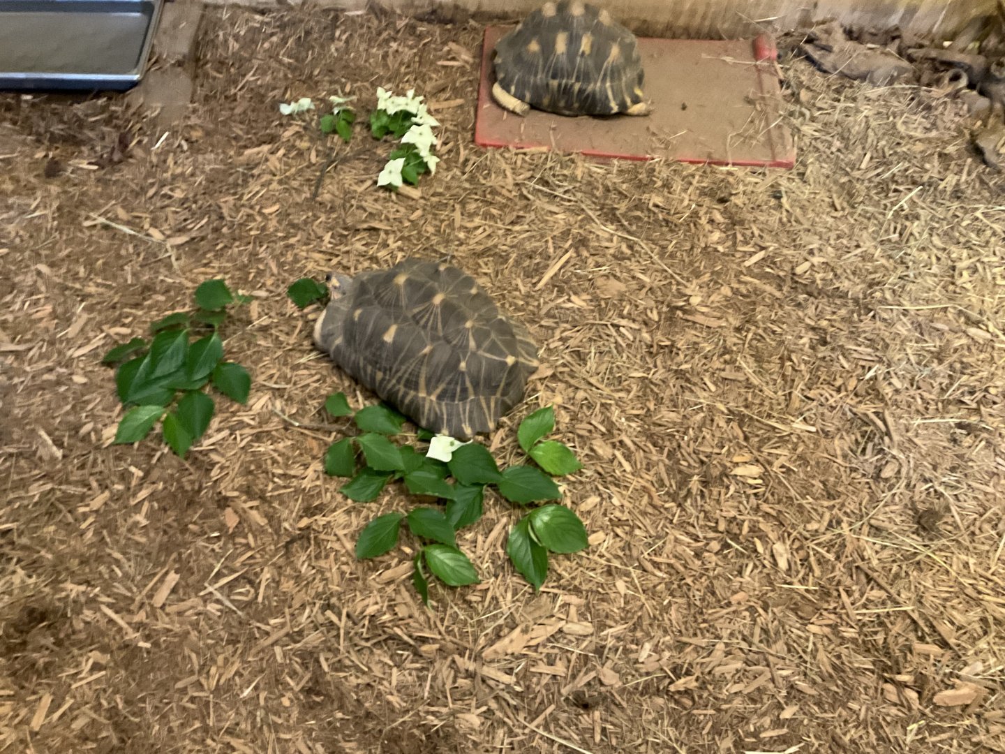 World of Adaptations - Radiated Tortoise