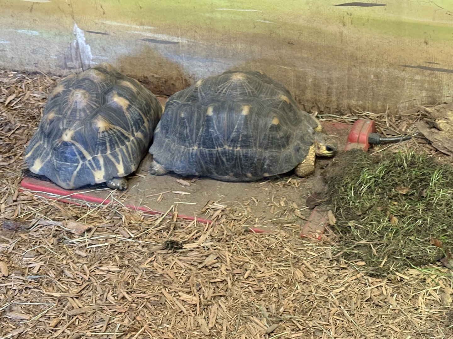 World of Adaptations - Radiated Tortoise