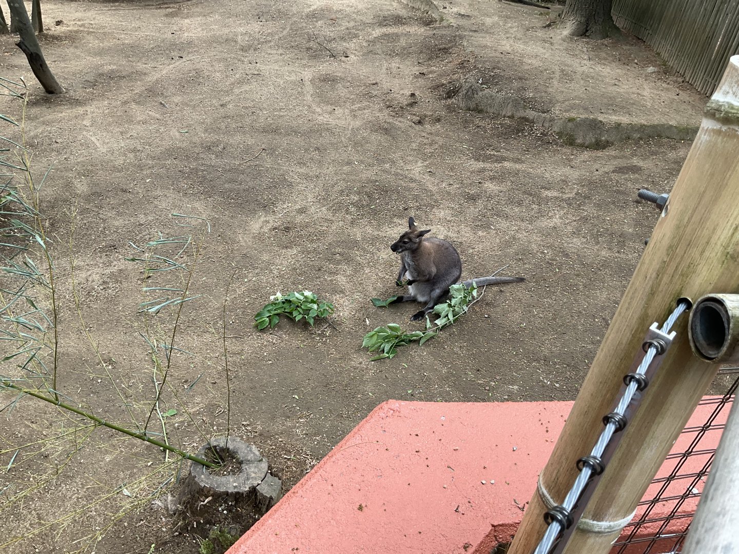 World of Adaptations - Red-necked Wallaby