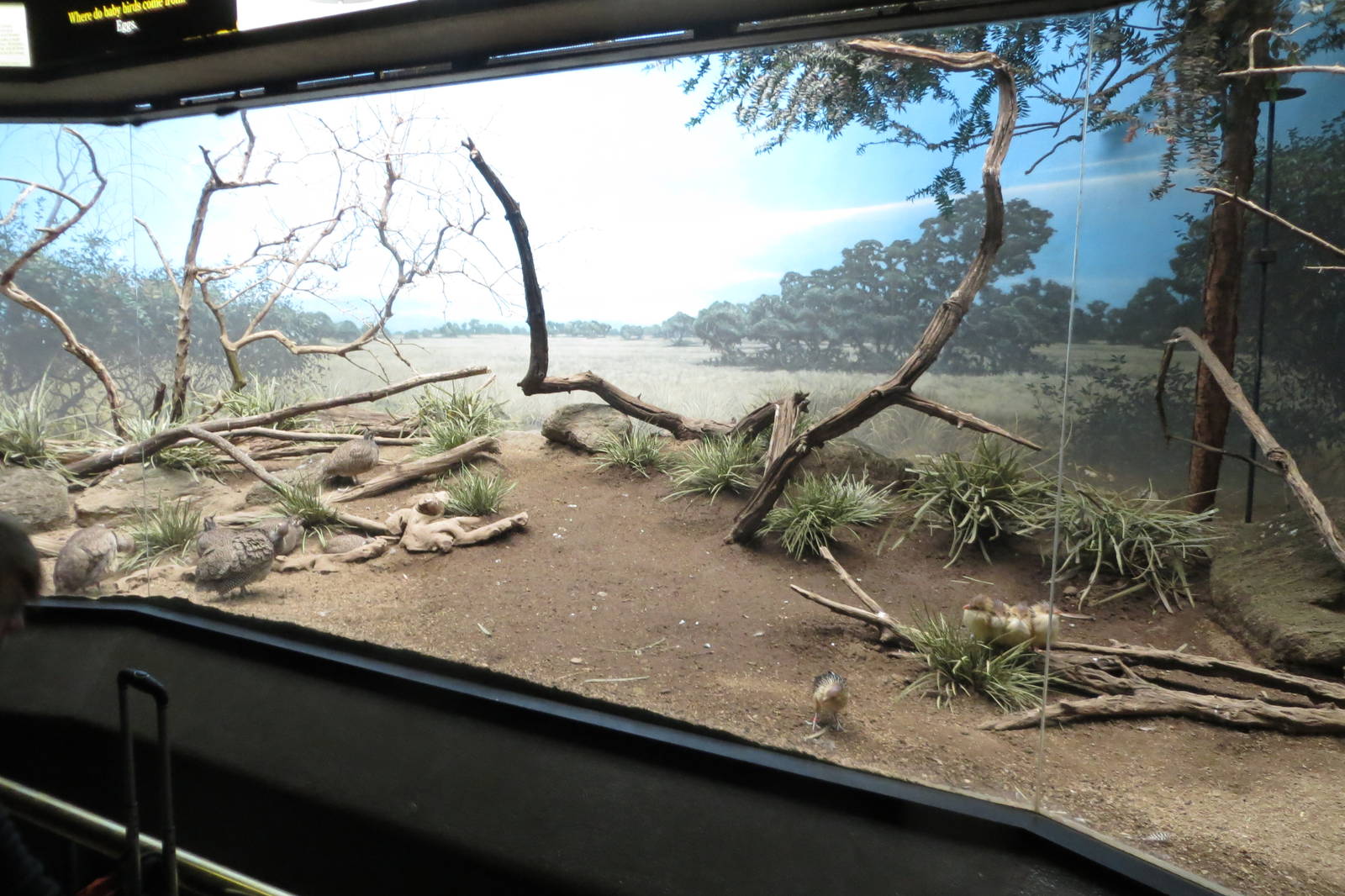 World of Birds 031215