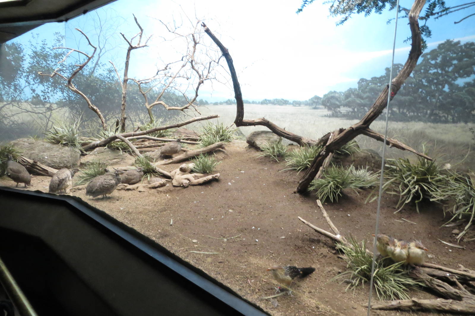 World of Birds 031215