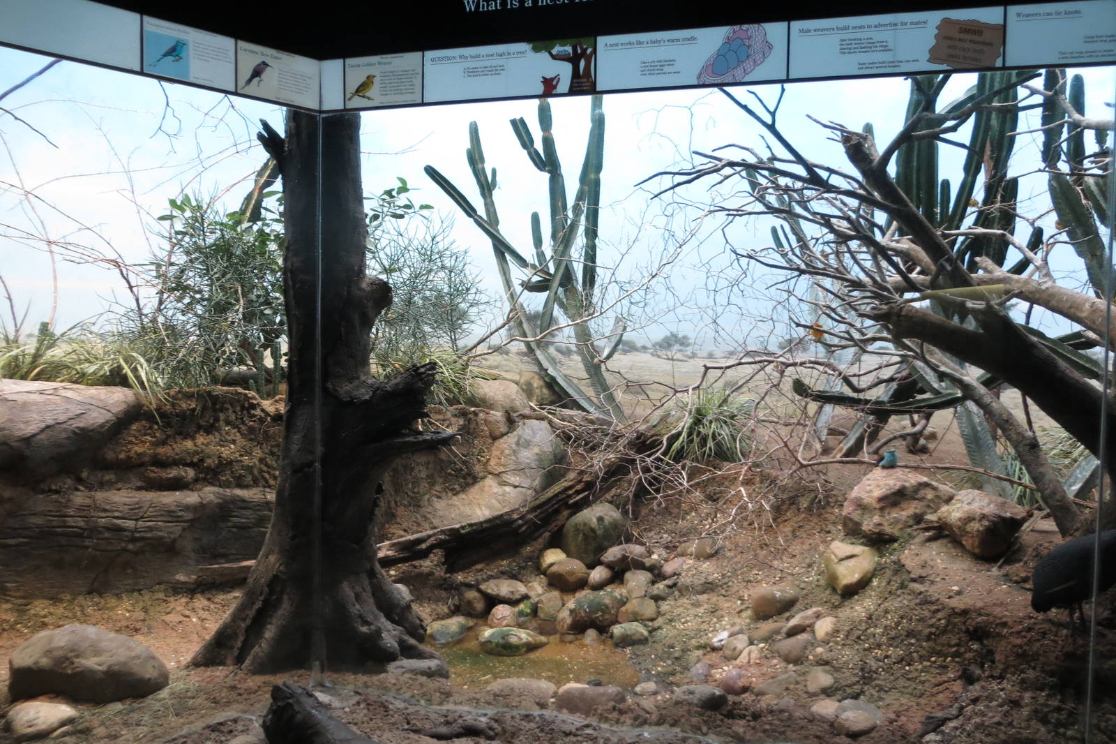 World of Birds 031215