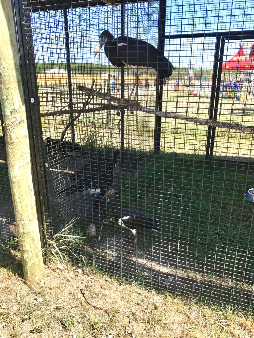 World of birds- abdims stork exhibit